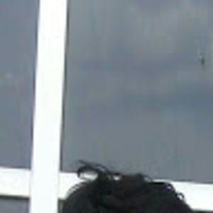 Meet your Posher, Treasure liz